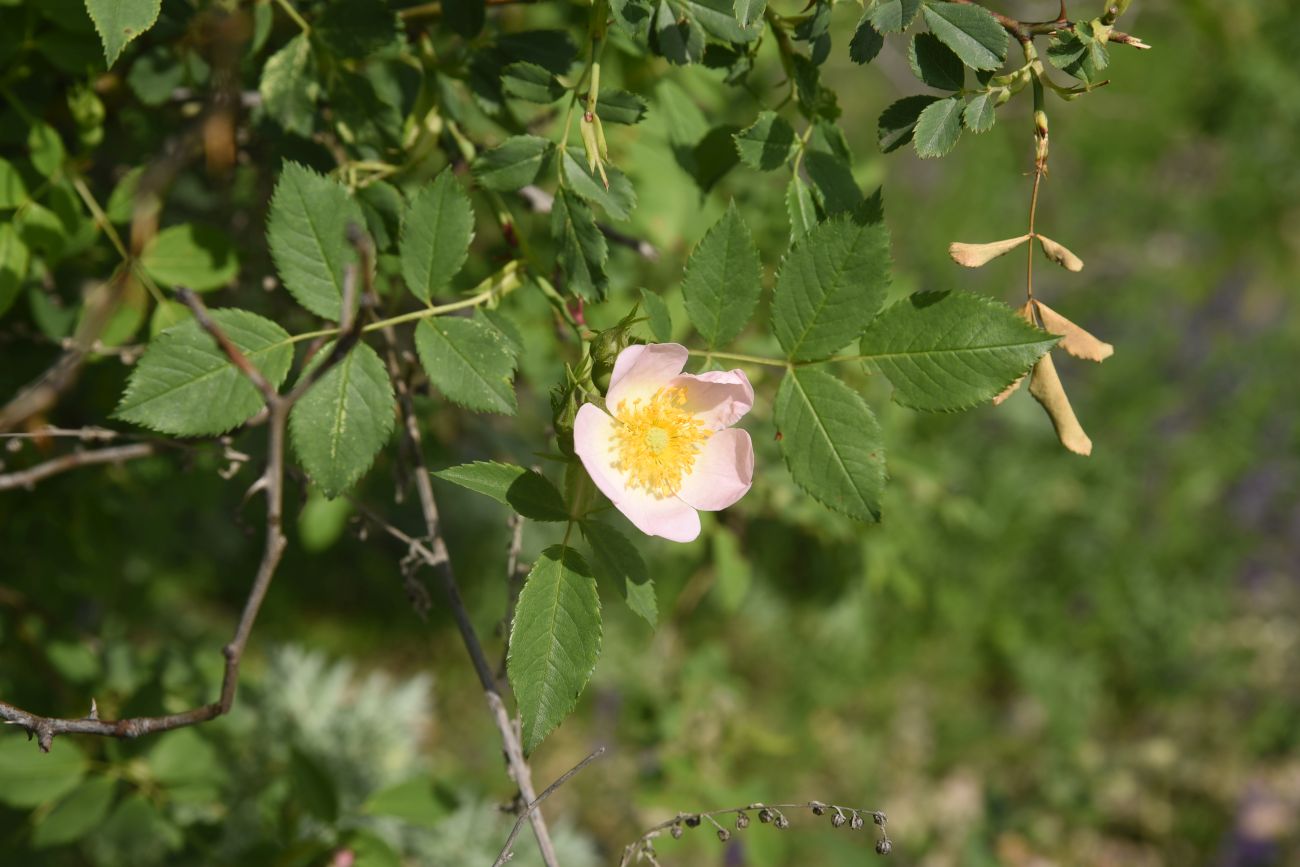Изображение особи род Rosa.