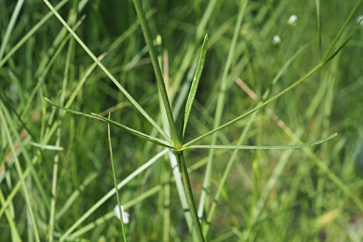 Image of Galium triandrum specimen.
