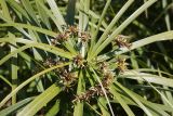 Cyperus involucratus