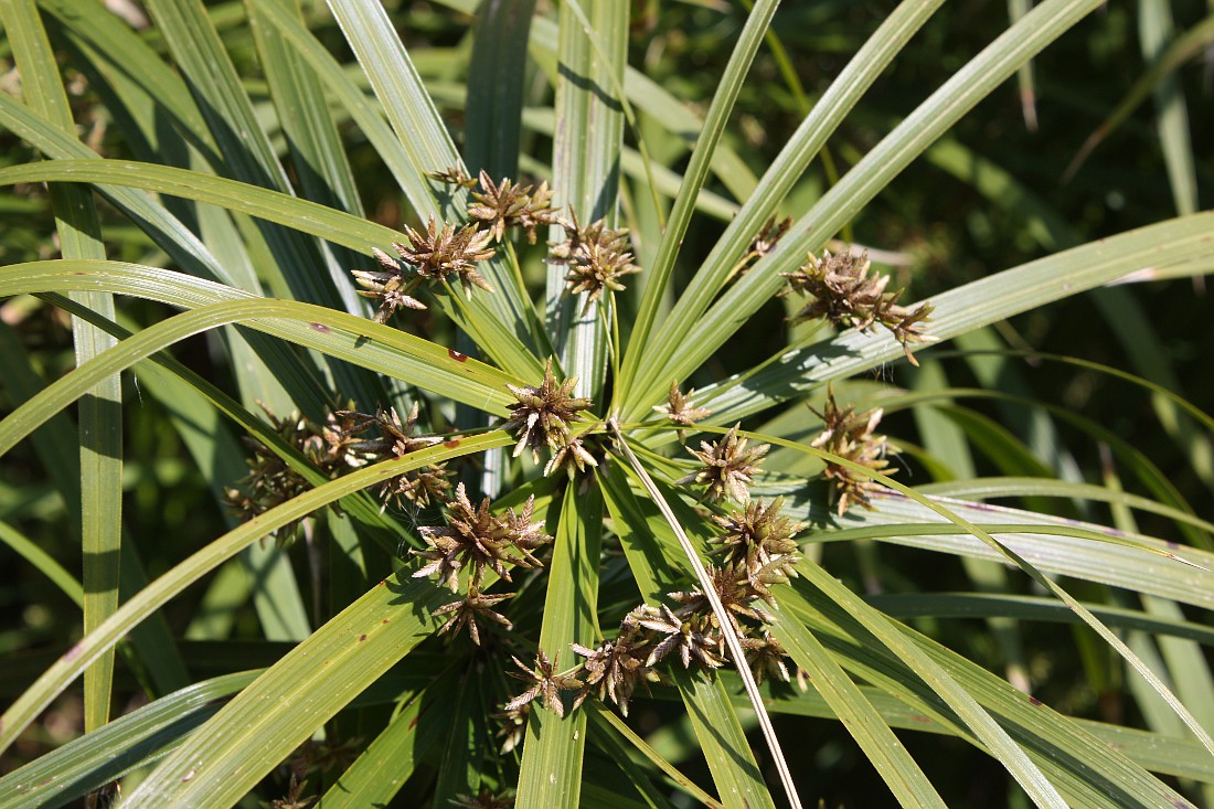 Изображение особи Cyperus involucratus.