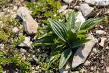 genus Plantago. Вегетирующее растение. Дагестан, Казбековский р-н, окр. с. Дубки, каменистый склон. 27.04.2026.