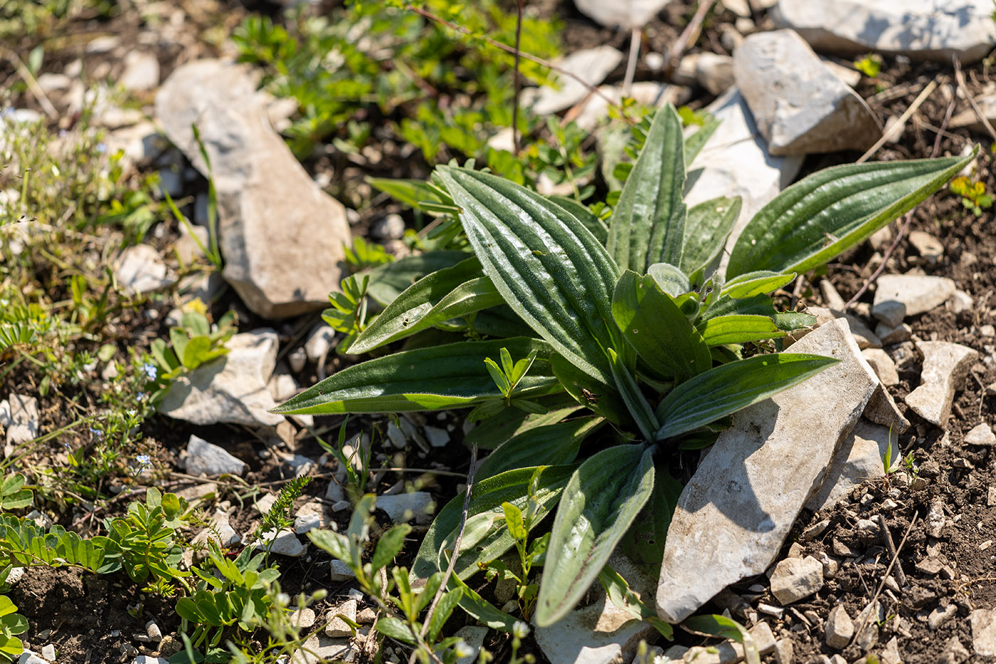 Image of genus Plantago specimen.