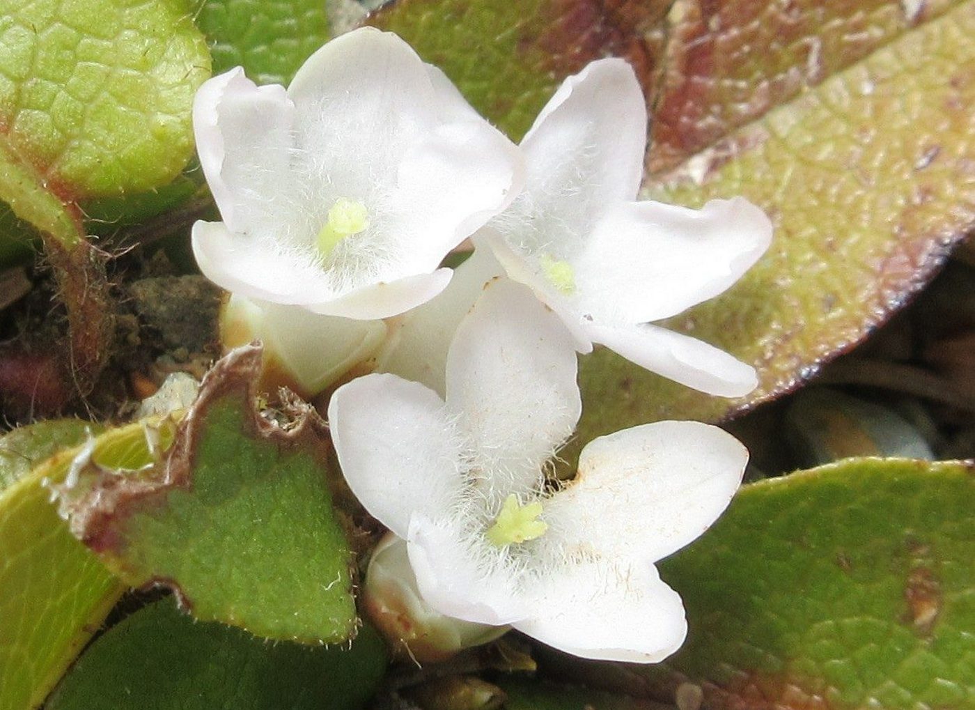 Image of genus Epigaea specimen.