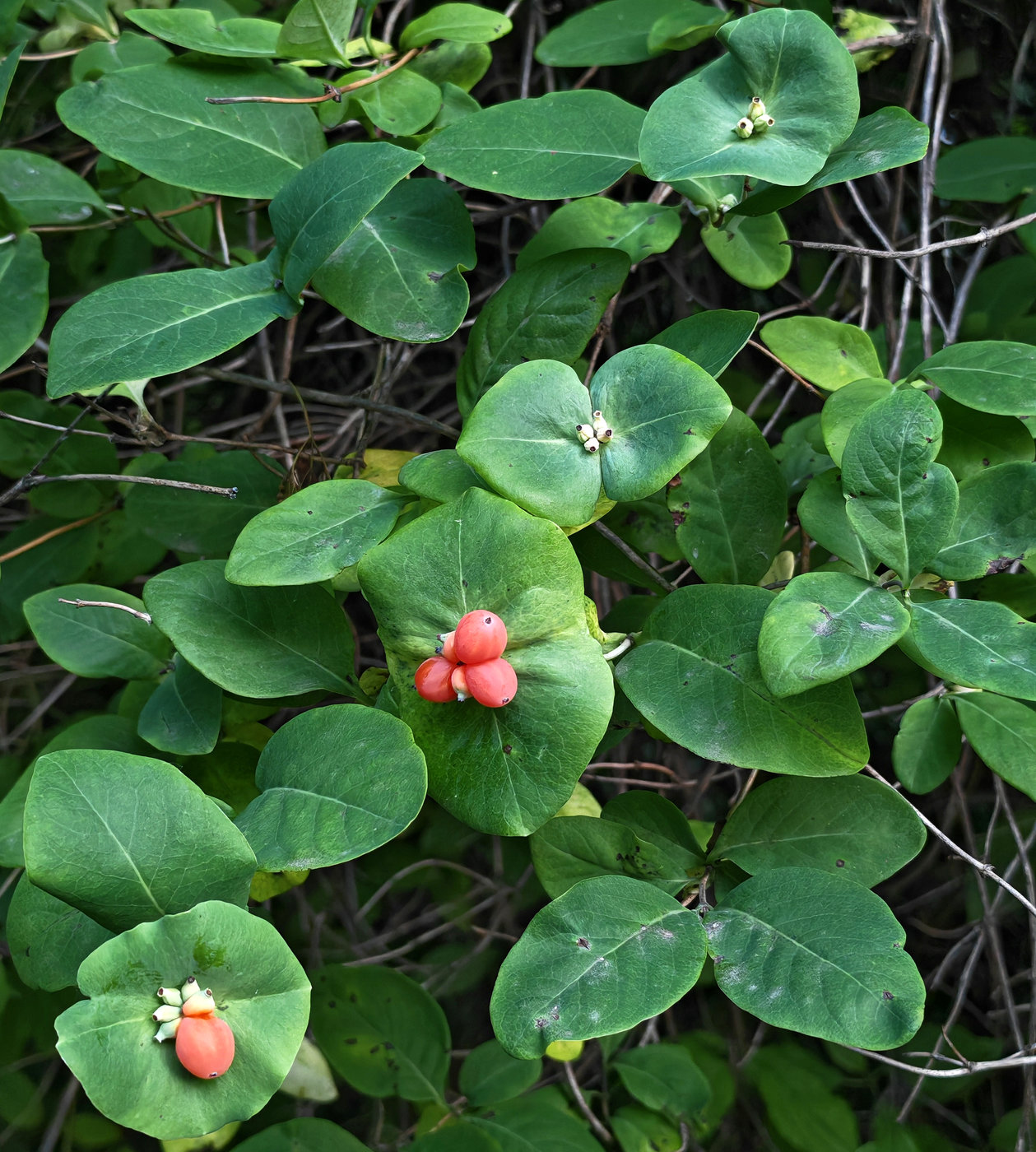 Изображение особи Lonicera caprifolium.