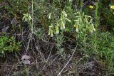 genus Onosma