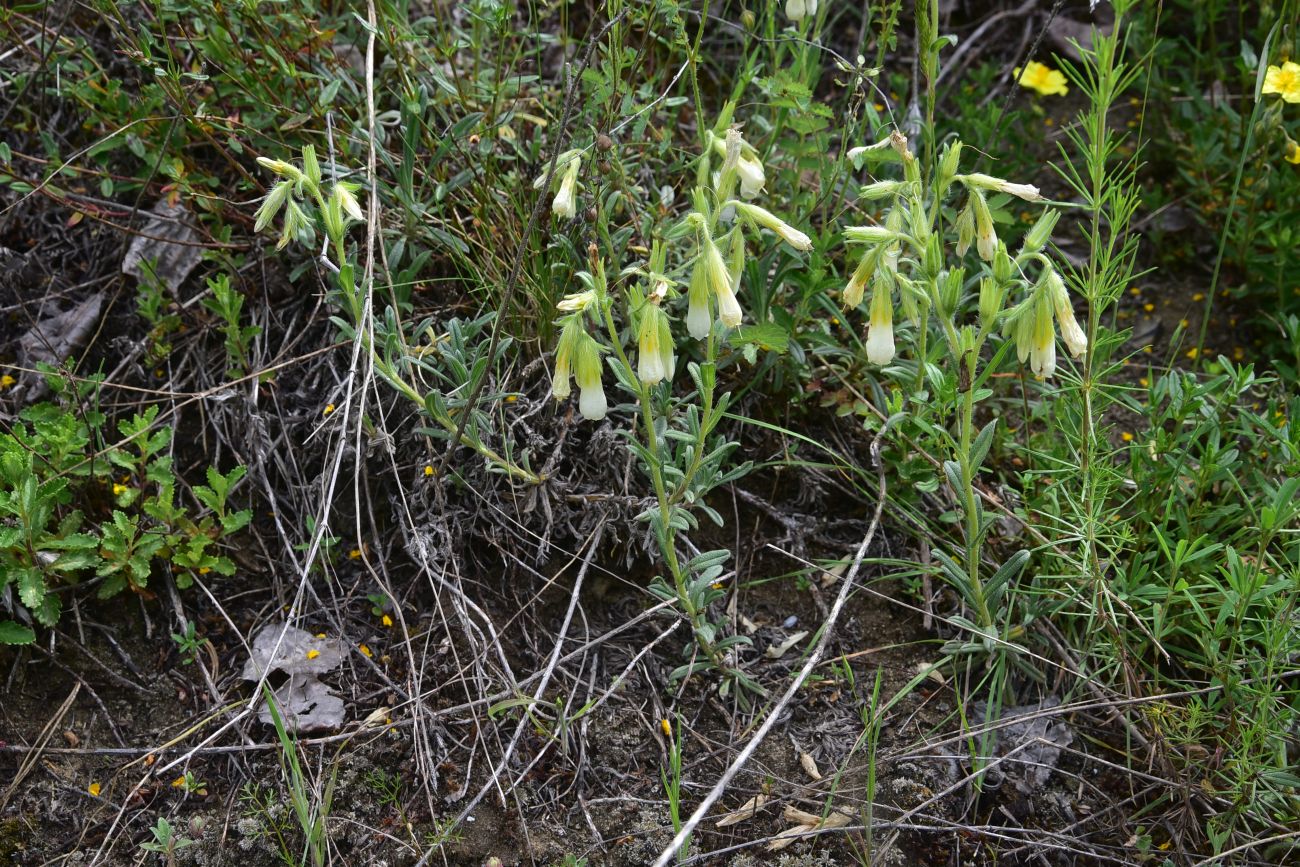 Image of genus Onosma specimen.