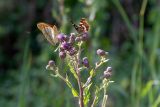 Cirsium arvense. Верхушки побегов с соцветиями с кормящимися бабочками Argynnis paphia, Araschnia levana и др. насекомыми. Беларусь, Брестская обл., Каменецкий р-н, окр. дер. Верховичи, пруд Сипурка, на песчаном берегу. 01.07.2026.