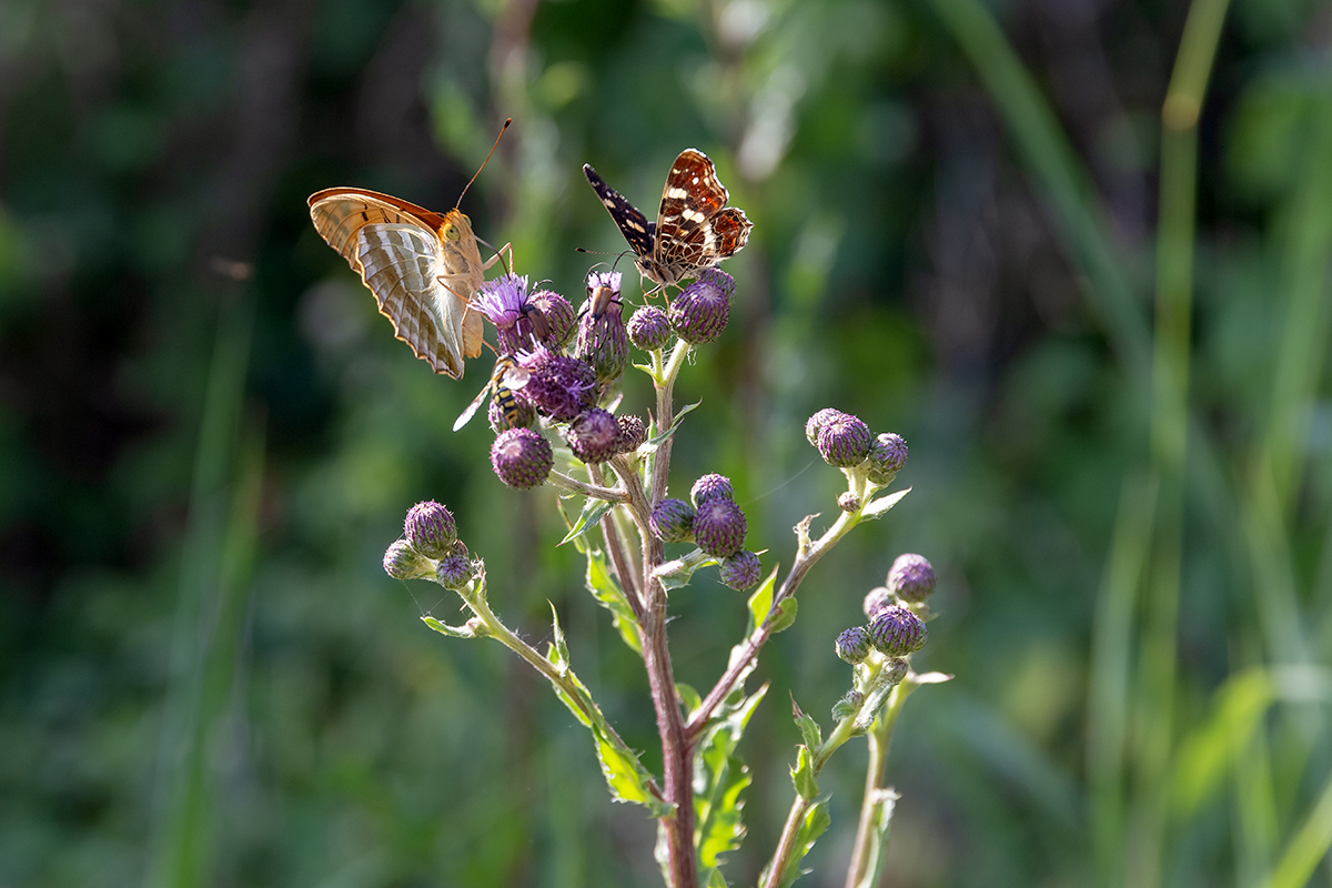 Image of Cirsium arvense specimen.