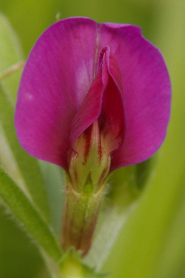 Image of Vicia amphicarpa specimen.