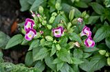 Torenia fournieri. Верхушка цветущего и плодоносящего растения. Китай, г. Шанхай, в культуре. 26.05.2025.