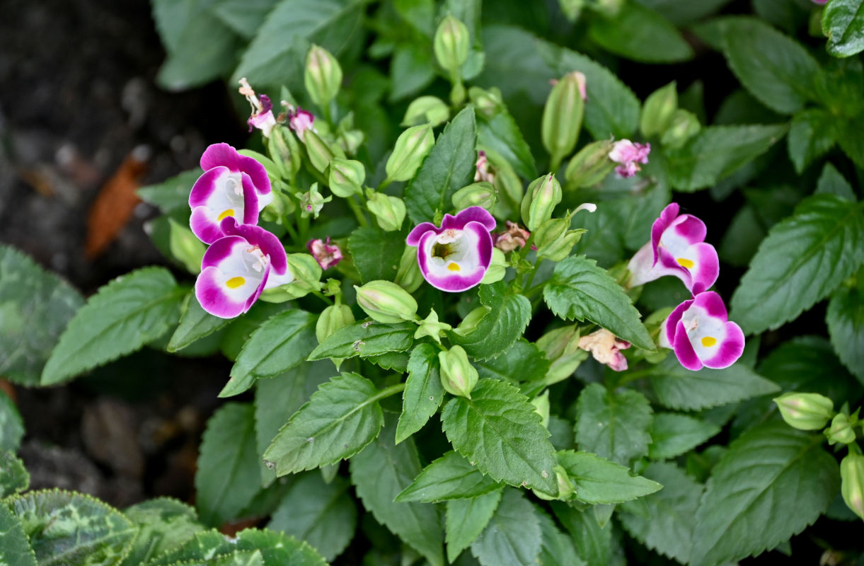 Изображение особи Torenia fournieri.