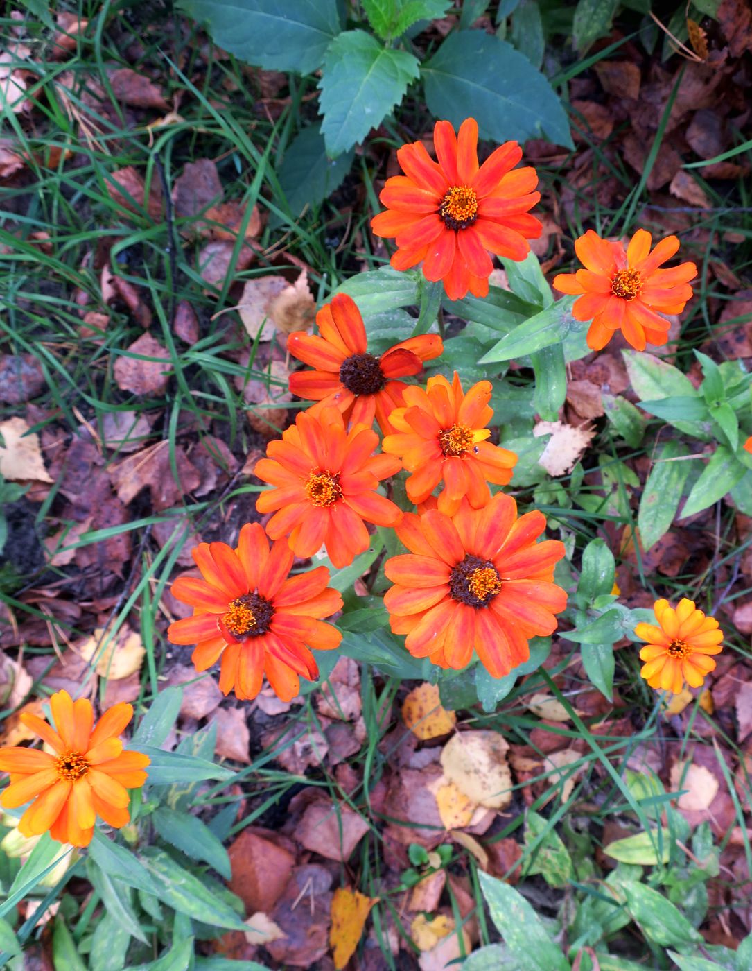 Изображение особи Zinnia elegans.