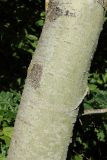 Populus tremula. Часть ствола молодого дерева. Беларусь, Витебская обл., окр. дер. Местечко, побережье оз. Езерище, лиственный лес, опушка. 18.07.2026.