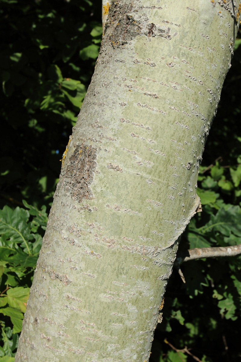 Image of Populus tremula specimen.