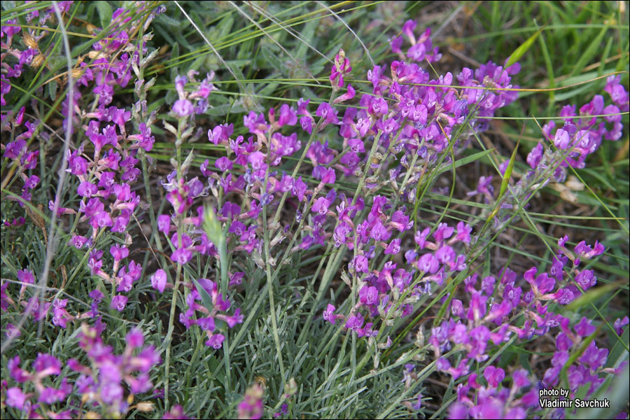 Image of Astragalus tauricus specimen.