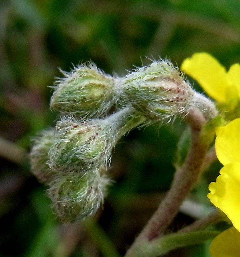 Изображение особи Helianthemum canum.