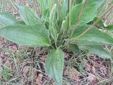 Plantago maxima