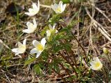 Anemone nemorosa. Цветущие растения. Окрестности Санкт-Петербурга, Песочное. 3 мая 2004 г.