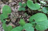 Aristolochia steupii