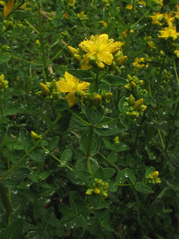 Изображение особи Hypericum maculatum.