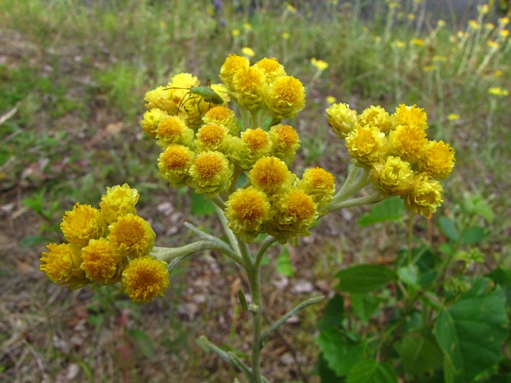 Image of Helichrysum arenarium specimen.