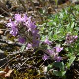 Thymus hirticaulis