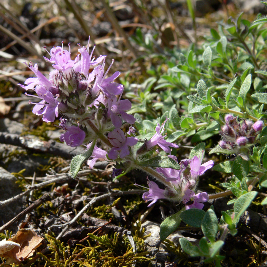 Изображение особи Thymus hirticaulis.