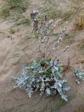 Artemisia stelleriana. Растение на песках у моря. Приморский край, г. Находка. 08.09.2012.