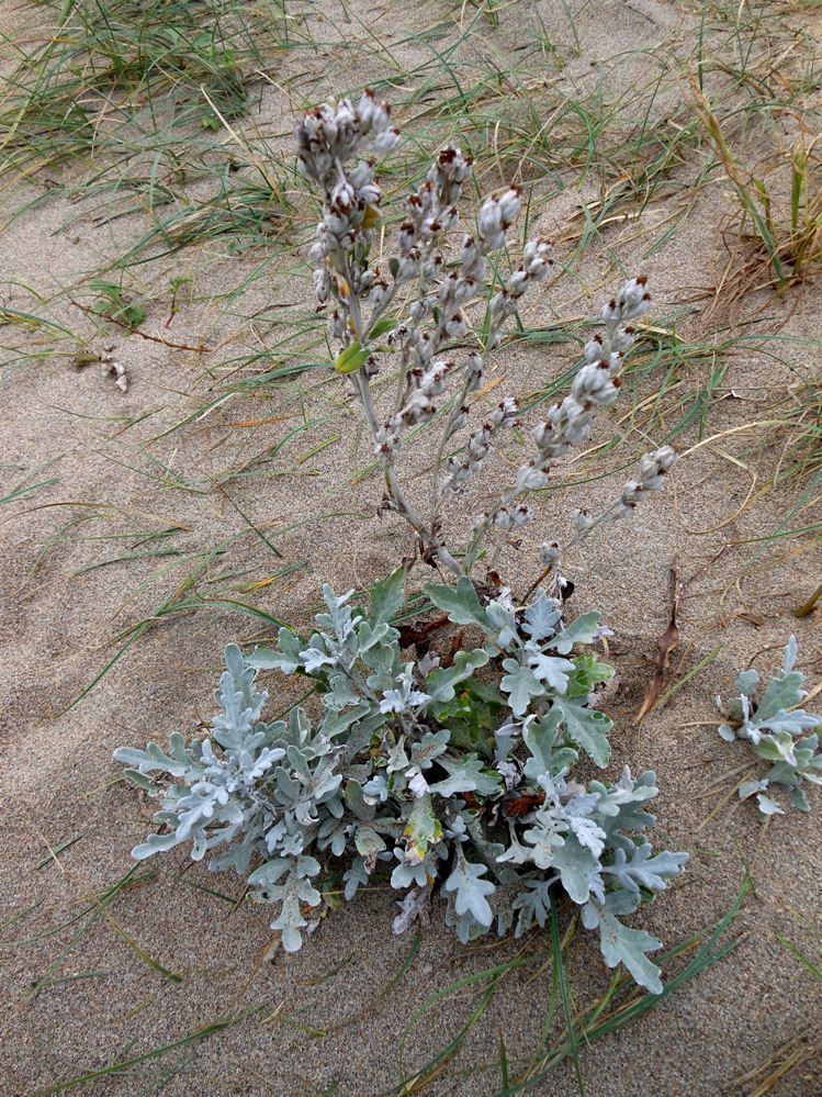 Изображение особи Artemisia stelleriana.