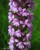 Gymnadenia conopsea