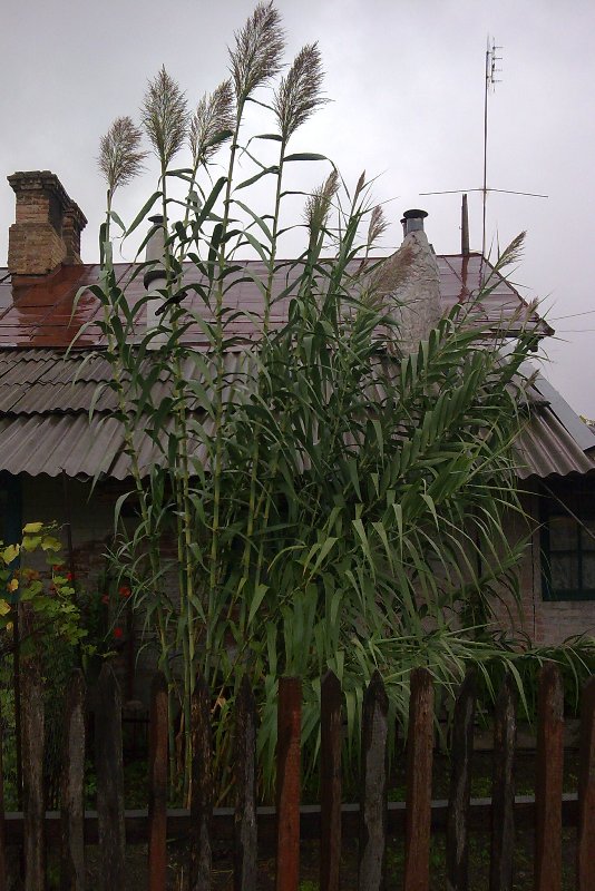 Image of Arundo donax specimen.