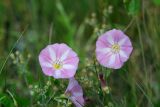 Convolvulus arvensis