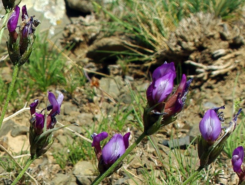 Изображение особи Astragalus falcigerus.