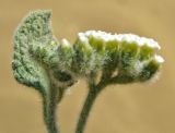 Image of taxon representative. Author is Базар Довлетов