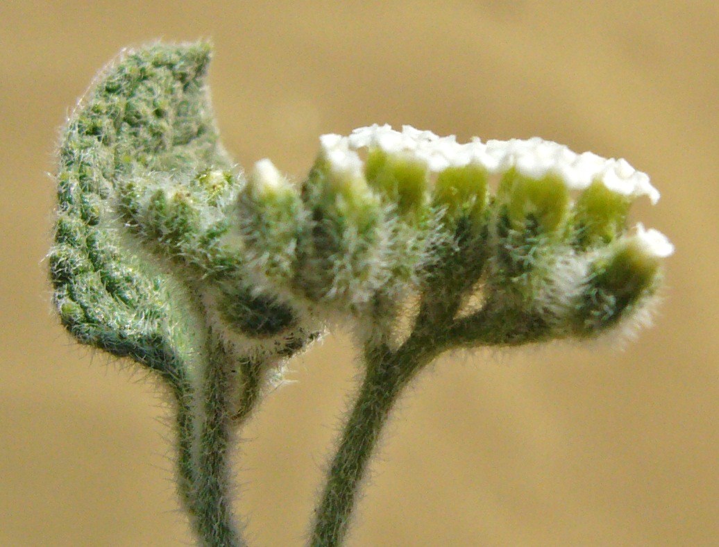 Image of Heliotropium arguzioides specimen.