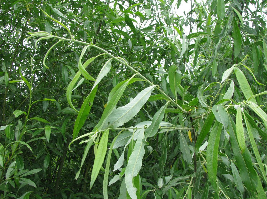 Image of Salix gmelinii specimen.