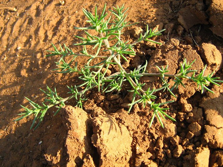 Image of Salsola pontica specimen.