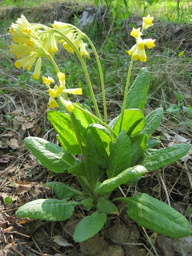 Image of Primula macrocalyx specimen.