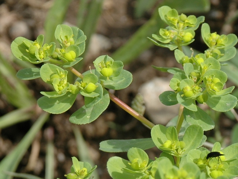 Изображение особи Euphorbia helioscopia.