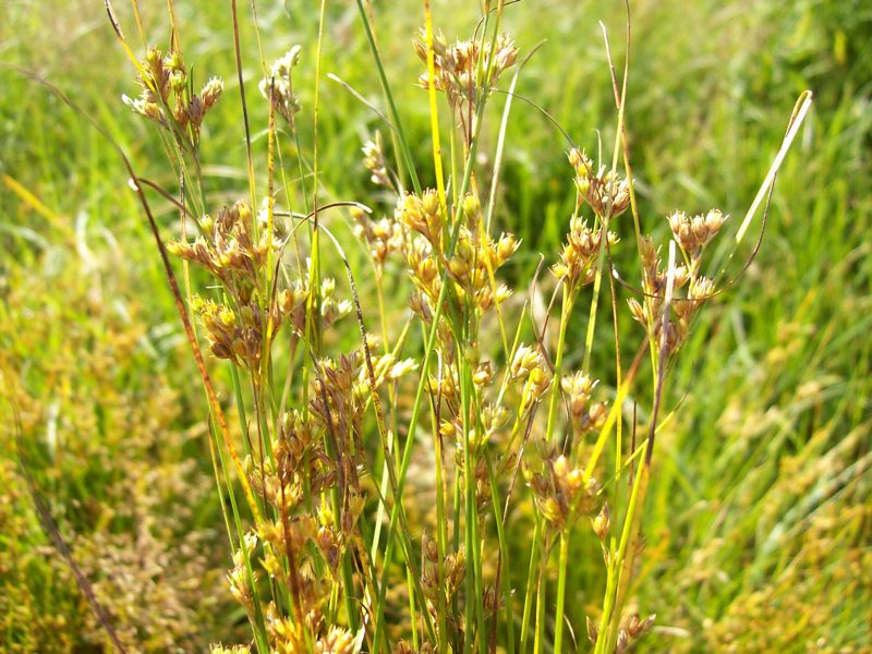 Изображение особи Juncus tenuis.