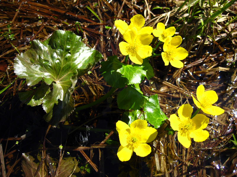 Image of Caltha palustris specimen.