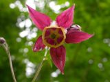 Aquilegia oxysepala