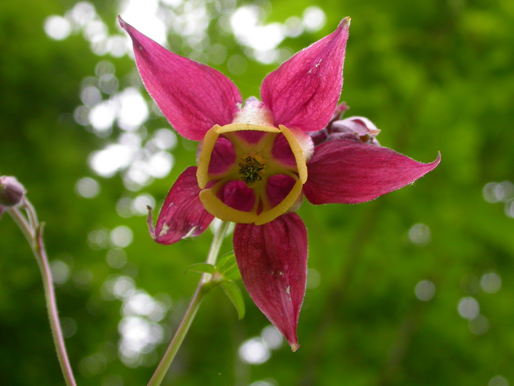 Изображение особи Aquilegia oxysepala.