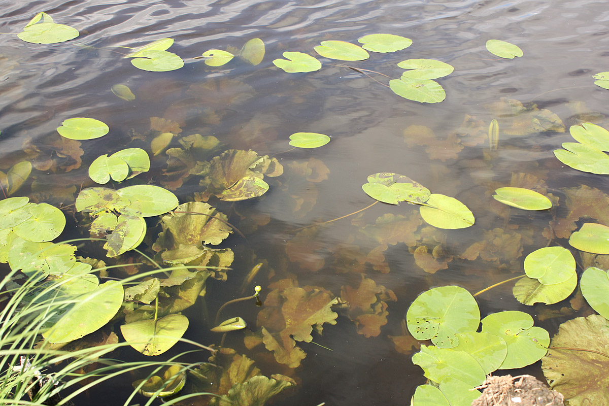 Image of Nymphaea candida specimen.