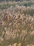 Phragmites australis