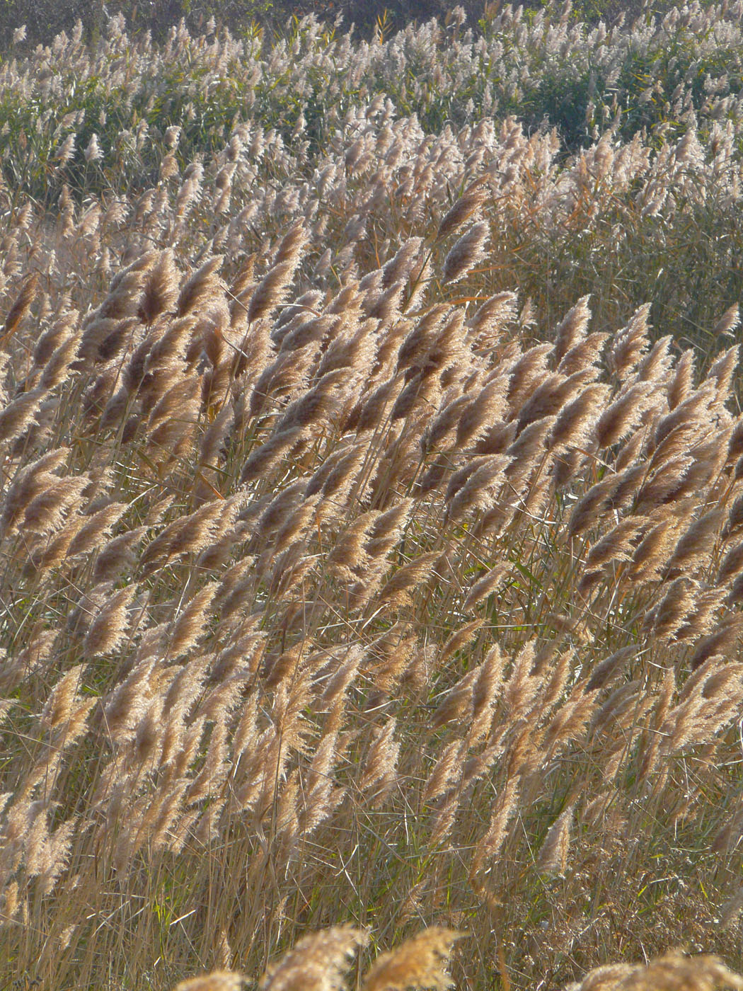 Изображение особи Phragmites australis.