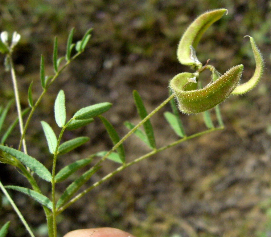 Image of Astragalus campylotrichus specimen.