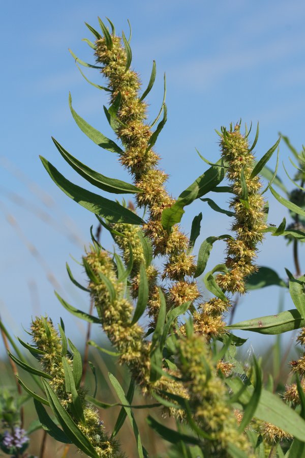 Image of Rumex maritimus specimen.