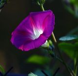 Ipomoea purpurea. Цветок. Московская обл., Раменский р-н, окр. дер. Хрипань, дачный участок. 12.08.2007.