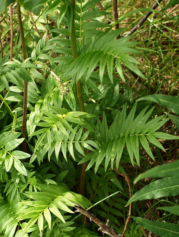 Image of Polemonium caeruleum specimen.